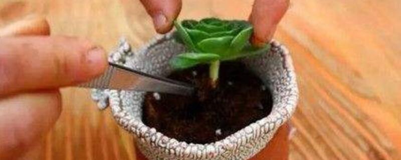 多肉换盆后叶子变焉了（多肉换盆以后叶子全蔫了）