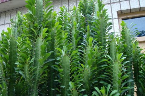 龙骨花喜欢阳光吗