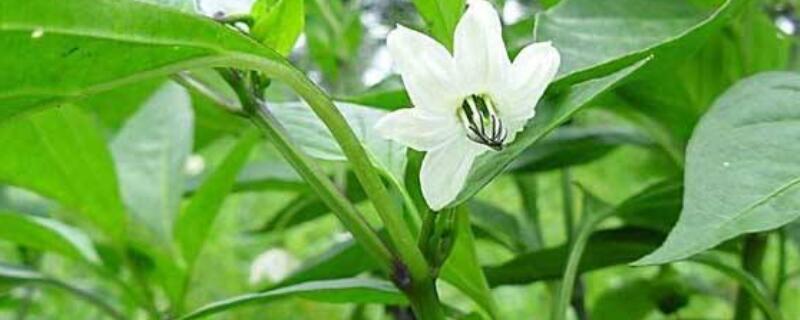 如何让辣椒苗长得快 怎么让辣椒苗快速长高