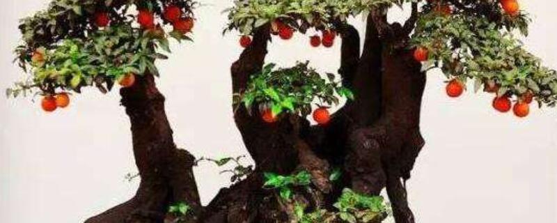 金弹子老桩救活方法 金弹子下山老桩