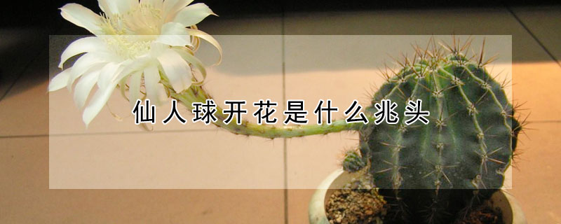 仙人球开花是什么兆头（仙人球开花是什么兆头是喜事吗）