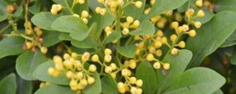 米兰花叶子发黄干枯 米兰花叶子发黄干枯怎么办