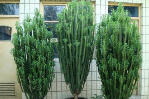 龙骨花怎么扦插