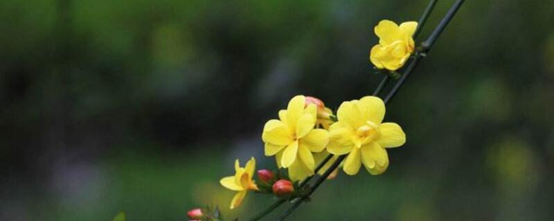 迎春花的生长变化过程（迎春花的生长变化过程简笔画）