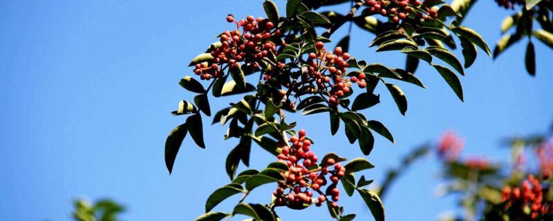花椒树种植（花椒树种植时间和方法）