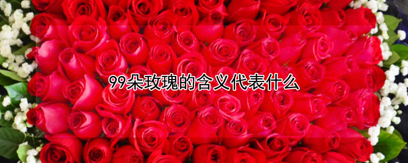 99朵玫瑰的含义代表什么（99朵玫瑰的含义代表什么多少钱）
