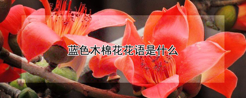 蓝色木棉花花语是什么 粉色木棉花花语