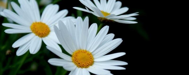 小白菊与雏菊的区别（小白菊和雏菊区别）