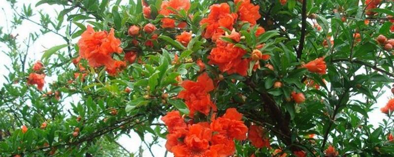 石榴树花期怎么管理 石榴花花期管理