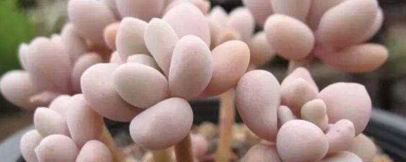 桃蛋怎么浸盆（刚上盆的桃蛋怎么养）