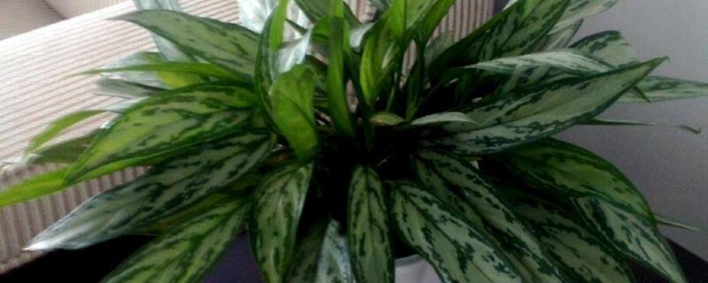 银皇后怎么养 银皇后的养殖方法和注意事项