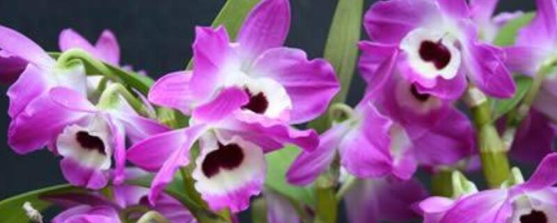 石斛开花后如何修剪（盆栽石斛开花后需要剪掉吗）