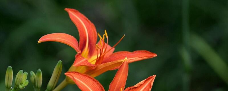 大花萱草冬天怎么养护（大花萱草生长环境）