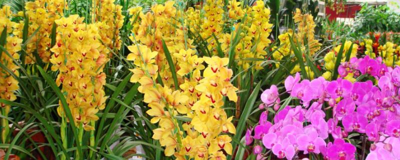 开过花后的大花蕙兰怎么处理（买回来的大花蕙兰开花后怎么处理）