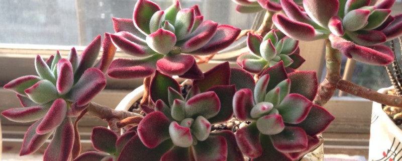 夏天锦晃星怎样服盆 锦晃星用多大盆栽好