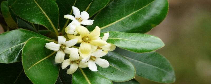 海桐树怎么养（海桐盆栽怎么养）