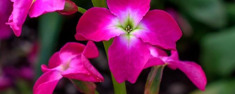 紫罗兰插花养护（紫罗兰花的养护）