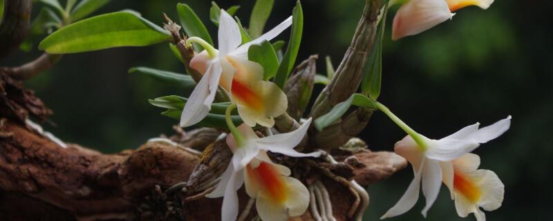 黄果兰花养殖方法（怎样养黄果兰）