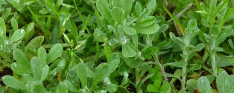 做清明团子的草叫什么 做清明团子的草叫什么草
