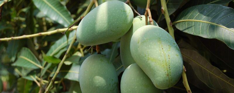 芒果嫁接方法 芒果嫁接方法图解