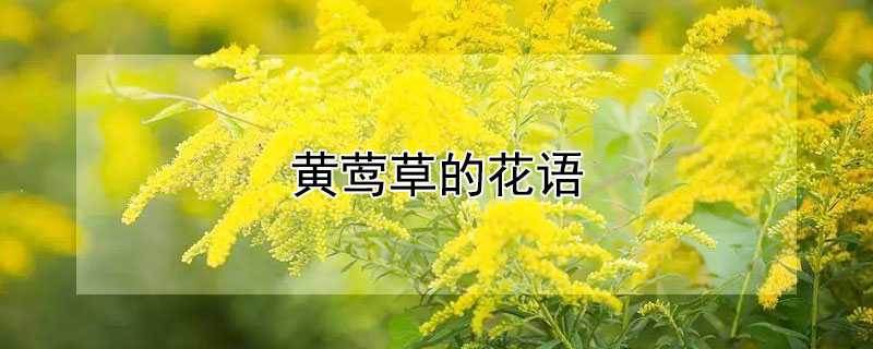 黄莺草的花语（黄莺草代表什么）