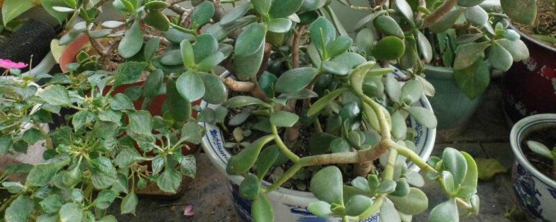 玉树老桩怎么插 新插的玉树怎么长成老桩