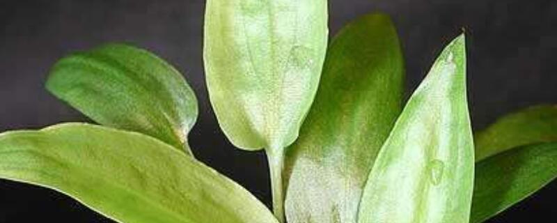 水族椒草的养殖方法(鱼缸椒草种植方法)