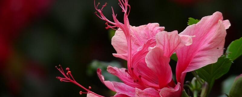 扶桑花怎么浇水 扶桑花如何浇水