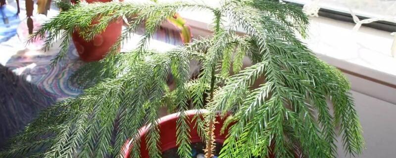 南洋杉盆景的养殖方法(南洋杉盆景的养殖方法怎么样发粗)