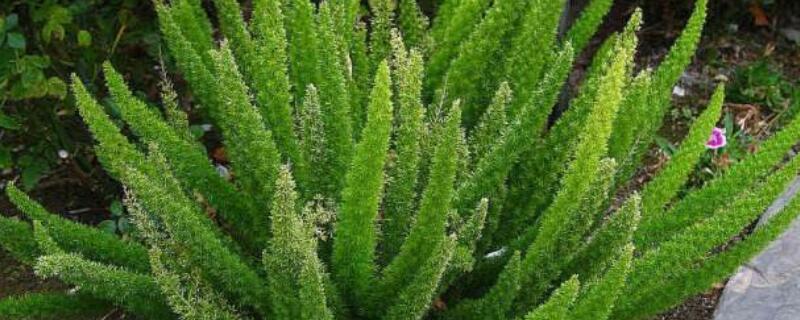 狐尾天门冬怎么养 狐尾天门冬怎么养殖