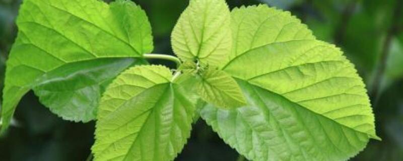 桑树叶怎么认 桑树叶怎么认识