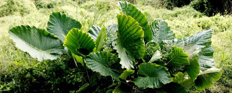 霸王芋的养殖方法（霸王芋能水养吗）