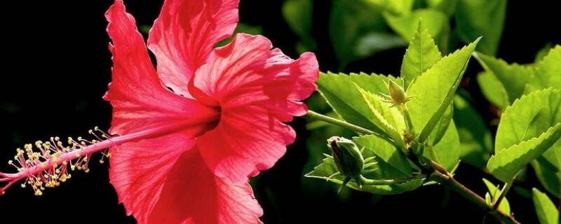 盆栽朱瑾花的养殖方法（朱槿花怎么养殖方法）