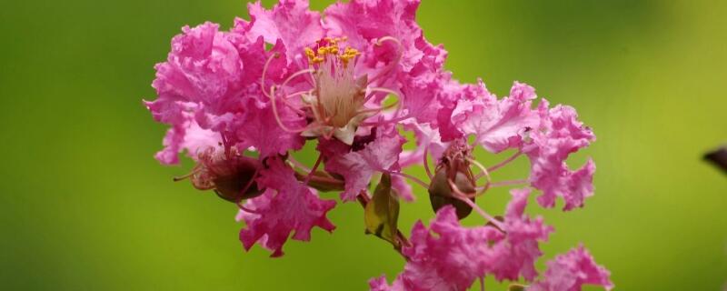 紫薇可以嫁接什么树（紫薇树上可以嫁接什么花）