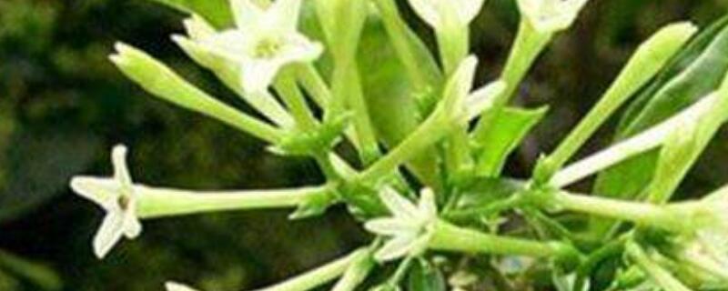 食用夜香花的种植（食用夜香花的种植方法）