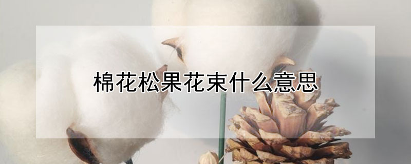 棉花松果花束什么意思 棉花干花花束的意思