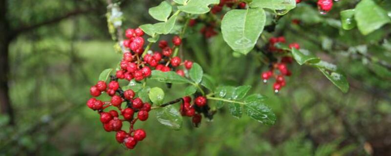 花椒树的种植方法 无刺花椒树的种植方法