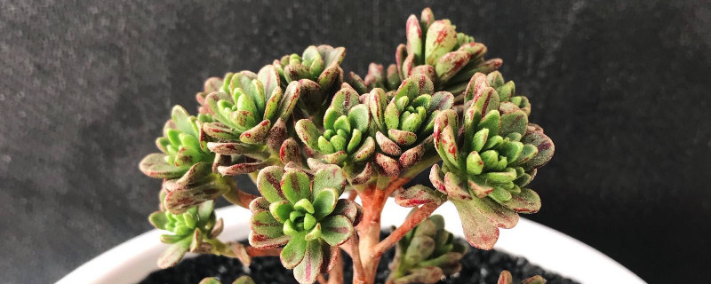 小人祭怎么爆盆 小人祭盆景