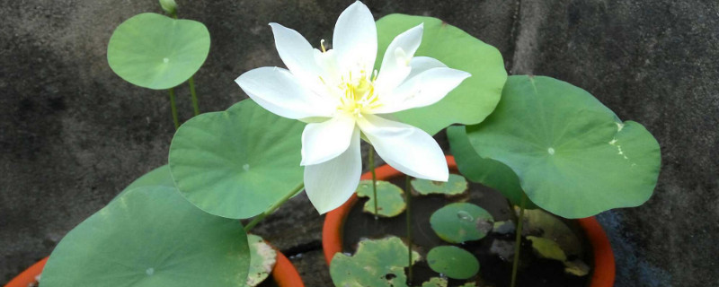 碗莲入土后怎么换水 种碗莲要不要换水