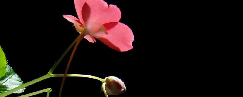 家里养的水梅花怎么黄叶呢（水梅黄叶子怎么办）