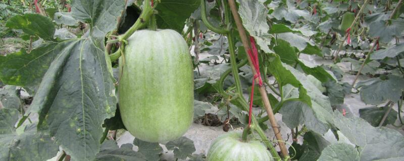冬瓜什么时候打顶 黑皮冬瓜什么时候打顶