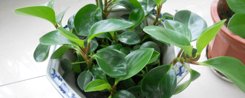 豆瓣绿扦插繁殖方法（豆瓣绿扦插繁殖方法水培）