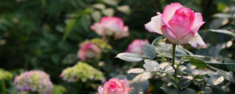 龙沙宝石用多大盆(龙沙宝石需要多大花盆)