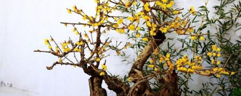 花店买的腊梅怎么养（鲜花腊梅怎么养）