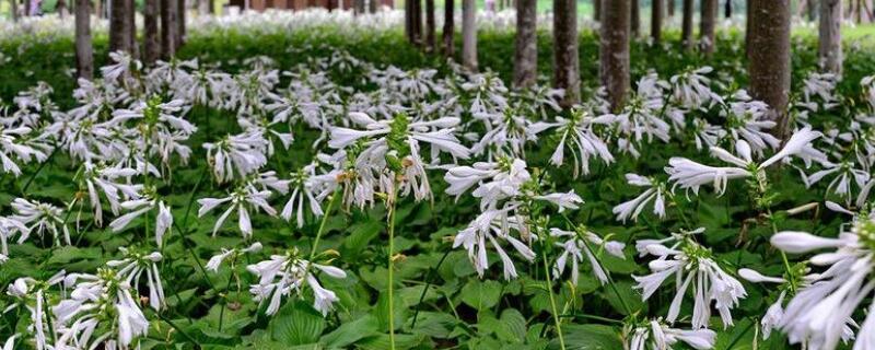 玉簪花怎样种植 玉簪花的养殖方法地栽