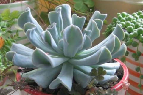 石莲花多肉植物怎么养