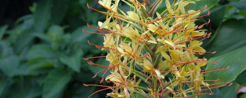 姜花怎么水养 姜花如何水养