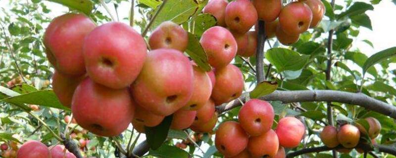 冬红海棠怎么养好（冬天海棠怎么养）