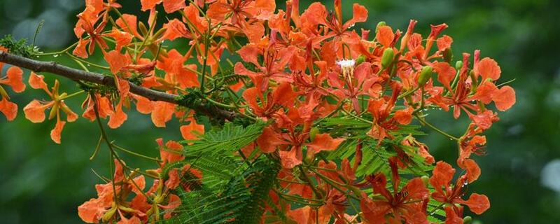 凤凰花怎么养 凤凰花怎么养的开了