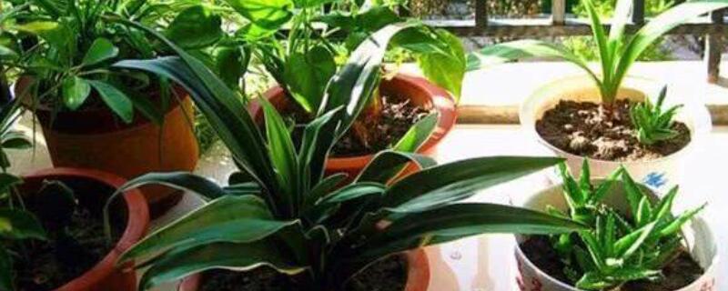 怎么养花才能更旺盛 怎么养花才能更旺盛水泡的花